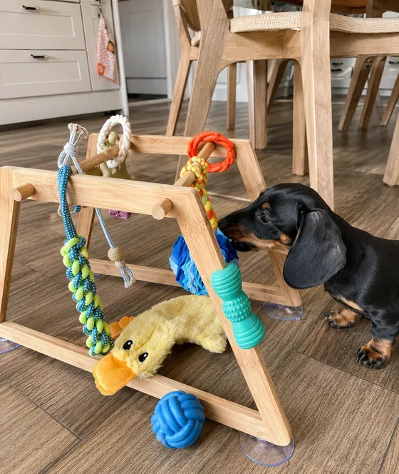 Dachshund puppy nosing the Nurtino bamboo play gym in a kitchen