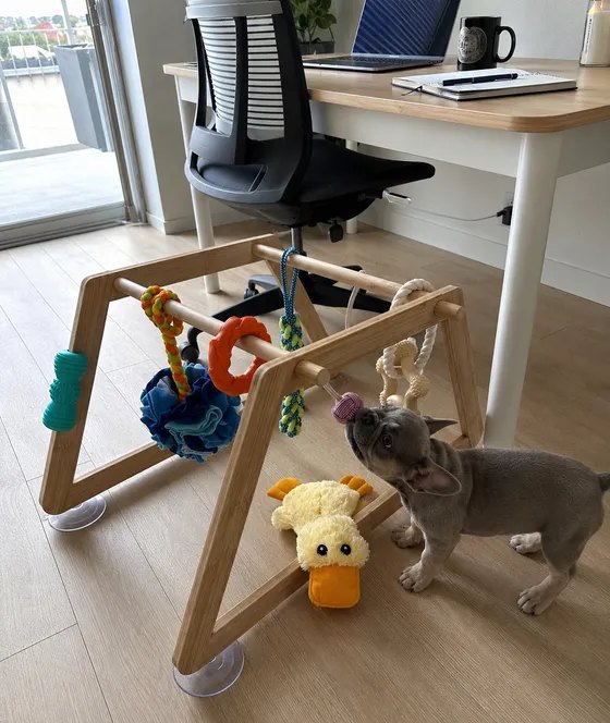 French bulldog puppy under the play gym while its owner works nearby