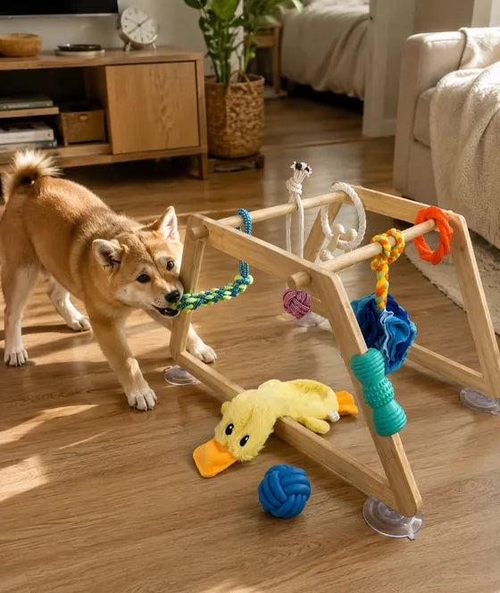 Shiba Inu pouncing on the bamboo puppy play gym